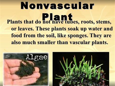 nonvascular definition|nonvascular medical.